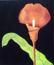 Orange calla