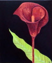 Rød calla